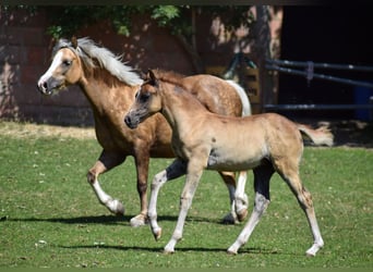 Altri pony/cavalli di piccola taglia, Giumenta, Puledri
 (05/2023), Sauro