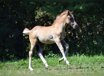 Altri pony/cavalli di piccola taglia, Giumenta, Puledri
 (05/2023), Sauro