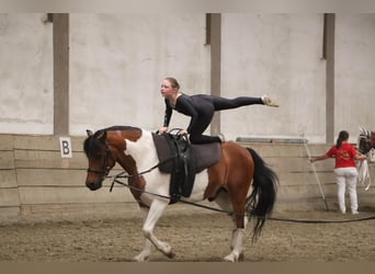 Altri pony/cavalli di piccola taglia, Stallone, 11 Anni, 133 cm, Pezzato