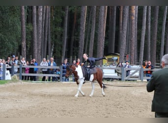 Altri pony/cavalli di piccola taglia, Stallone, 11 Anni, 133 cm, Pezzato