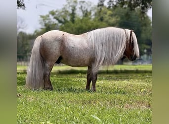 Altri pony/cavalli di piccola taglia, Stallone, 11 Anni, 84 cm, Roano rosso