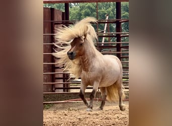 Altri pony/cavalli di piccola taglia, Stallone, 11 Anni, 84 cm, Roano rosso