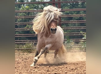 Altri pony/cavalli di piccola taglia, Stallone, 11 Anni, 84 cm, Roano rosso