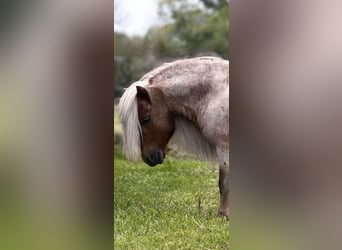 Altri pony/cavalli di piccola taglia, Stallone, 11 Anni, 84 cm, Roano rosso