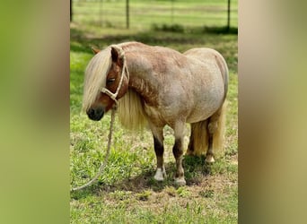 Altri pony/cavalli di piccola taglia, Stallone, 11 Anni, 84 cm, Roano rosso