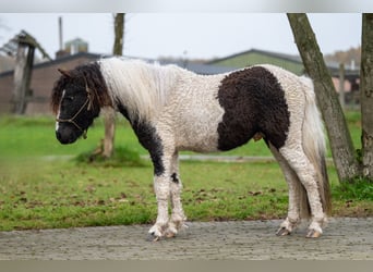 Altri pony/cavalli di piccola taglia, Stallone, 2 Anni, 108 cm, Pezzato