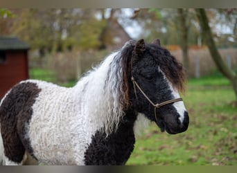 Altri pony/cavalli di piccola taglia, Stallone, 2 Anni, 108 cm, Pezzato