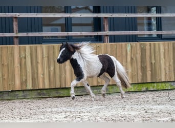 Altri pony/cavalli di piccola taglia, Stallone, 2 Anni, 108 cm, Pezzato