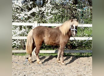 Altri pony/cavalli di piccola taglia, Stallone, 2 Anni, 120 cm, Sauro scuro