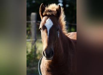 Altri pony/cavalli di piccola taglia, Stallone, 2 Anni, 150 cm, Sauro