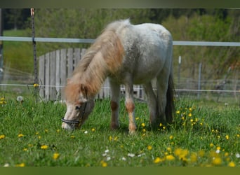 Altri pony/cavalli di piccola taglia, Stallone, 2 Anni, 95 cm, Roano rosso