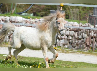 Altri pony/cavalli di piccola taglia, Stallone, 2 Anni, 95 cm, Roano rosso