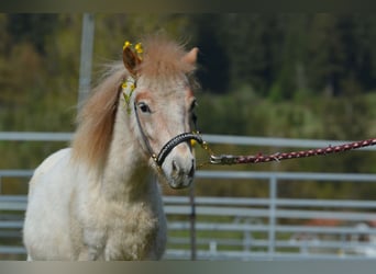 Altri pony/cavalli di piccola taglia, Stallone, 2 Anni, 95 cm, Roano rosso