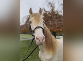 Altri pony/cavalli di piccola taglia, Stallone, 6 Anni, 155 cm, Perlino