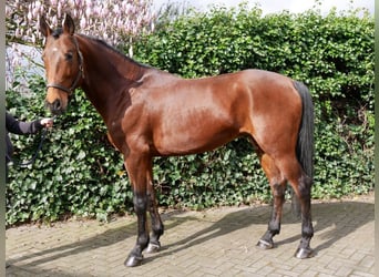 Altri pony/cavalli di piccola taglia, Stallone, 6 Anni, 160 cm