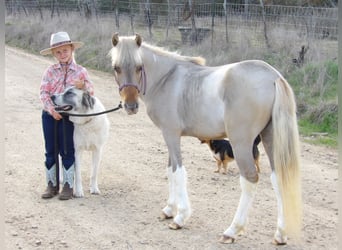 Altri pony/cavalli di piccola taglia, Stallone, Puledri
 (01/2024), 114 cm, Falbo
