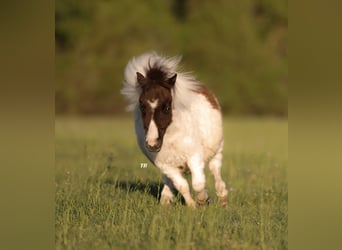 Altri pony/cavalli di piccola taglia, Stallone, Puledri
 (01/2024), 64 cm