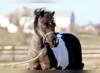 Altri pony/cavalli di piccola taglia, Castrone, 10 Anni, 107 cm, Pezzato