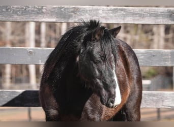 Altri pony/cavalli di piccola taglia, Castrone, 10 Anni, 112 cm