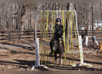 Altri pony/cavalli di piccola taglia, Castrone, 10 Anni, 112 cm, Pezzato