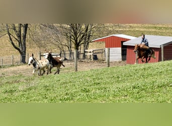 Altri pony/cavalli di piccola taglia, Castrone, 10 Anni, 112 cm, Sauro scuro
