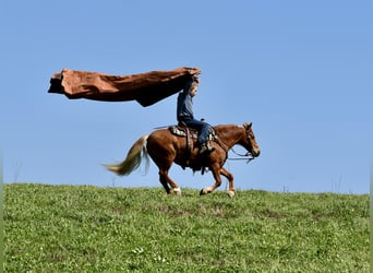Altri pony/cavalli di piccola taglia, Castrone, 10 Anni, 112 cm, Sauro scuro