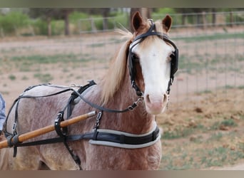 Altri pony/cavalli di piccola taglia, Castrone, 10 Anni, 122 cm, Roano rosso