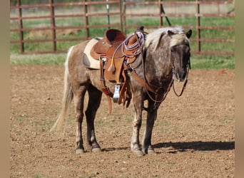 Altri pony/cavalli di piccola taglia, Castrone, 10 Anni, 124 cm, Grigio pezzato
