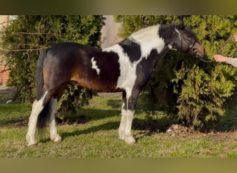 Altri pony/cavalli di piccola taglia, Castrone, 10 Anni, 125 cm, Pezzato