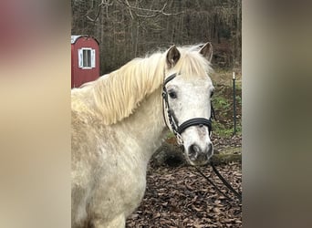 Altri pony/cavalli di piccola taglia, Castrone, 10 Anni, 126 cm, Leopard