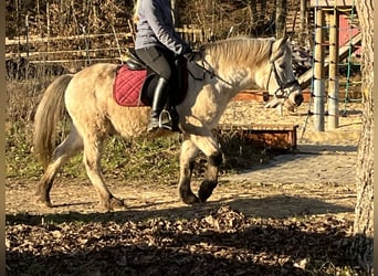 Altri pony/cavalli di piccola taglia, Castrone, 10 Anni, 135 cm, Leopard
