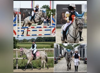Altri pony/cavalli di piccola taglia Mix, Castrone, 10 Anni, 137 cm, Leopard