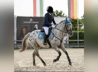 Altri pony/cavalli di piccola taglia Mix, Castrone, 10 Anni, 137 cm, Leopard