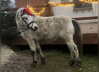 Altri pony/cavalli di piccola taglia, Castrone, 10 Anni, 139 cm, Leopard