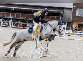 Altri pony/cavalli di piccola taglia, Castrone, 10 Anni, 143 cm, Grigio