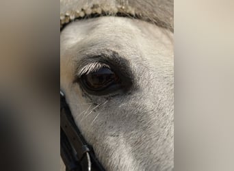 Altri pony/cavalli di piccola taglia, Castrone, 10 Anni, 145 cm, Grigio