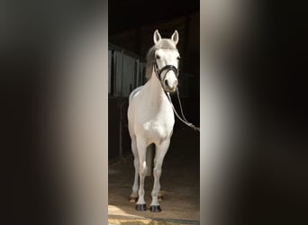 Altri pony/cavalli di piccola taglia, Castrone, 10 Anni, 145 cm, Grigio