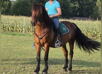 Altri pony/cavalli di piccola taglia, Castrone, 10 Anni, 147 cm, Baio