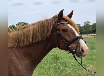 Altri pony/cavalli di piccola taglia, Castrone, 10 Anni, 148 cm, Sauro