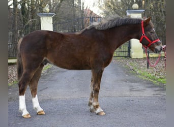 Altri pony/cavalli di piccola taglia, Castrone, 10 Anni, 152 cm