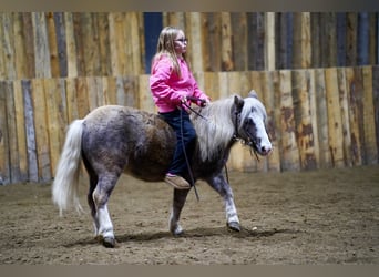 Altri pony/cavalli di piccola taglia, Castrone, 10 Anni, 91 cm, Grigio