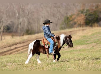 Altri pony/cavalli di piccola taglia, Castrone, 10 Anni, 91 cm, Pezzato