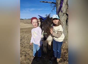 Altri pony/cavalli di piccola taglia, Castrone, 10 Anni, 95 cm, Pezzato