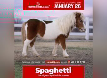 Altri pony/cavalli di piccola taglia, Castrone, 10 Anni, 99 cm, Pezzato