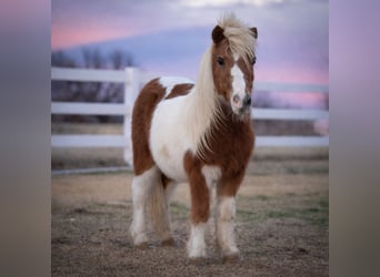 Altri pony/cavalli di piccola taglia, Castrone, 10 Anni, 99 cm, Pezzato