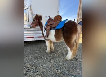 Altri pony/cavalli di piccola taglia, Castrone, 10 Anni, 99 cm, Pezzato