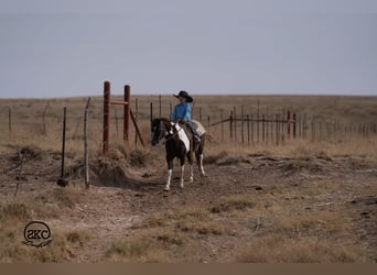 Altri pony/cavalli di piccola taglia, Castrone, 10 Anni, Pezzato