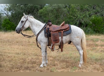 Altri pony/cavalli di piccola taglia, Castrone, 11 Anni, 132 cm, Grigio