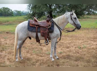 Altri pony/cavalli di piccola taglia, Castrone, 11 Anni, 132 cm, Grigio