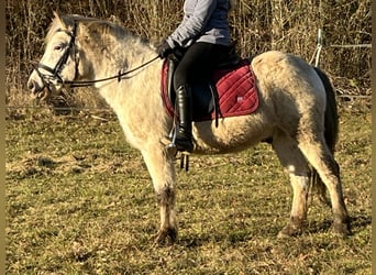 Altri pony/cavalli di piccola taglia, Castrone, 11 Anni, 139 cm, Leopard